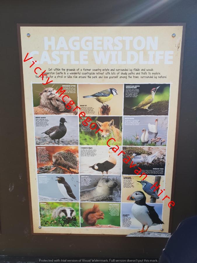 Haggerston Castle Tower Lawn Hire Hotel Berwick Upon Tweed Esterno foto